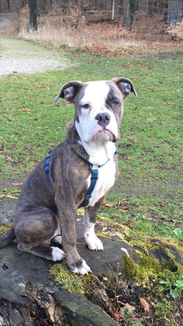 Olde english bulldogge Django billede 15