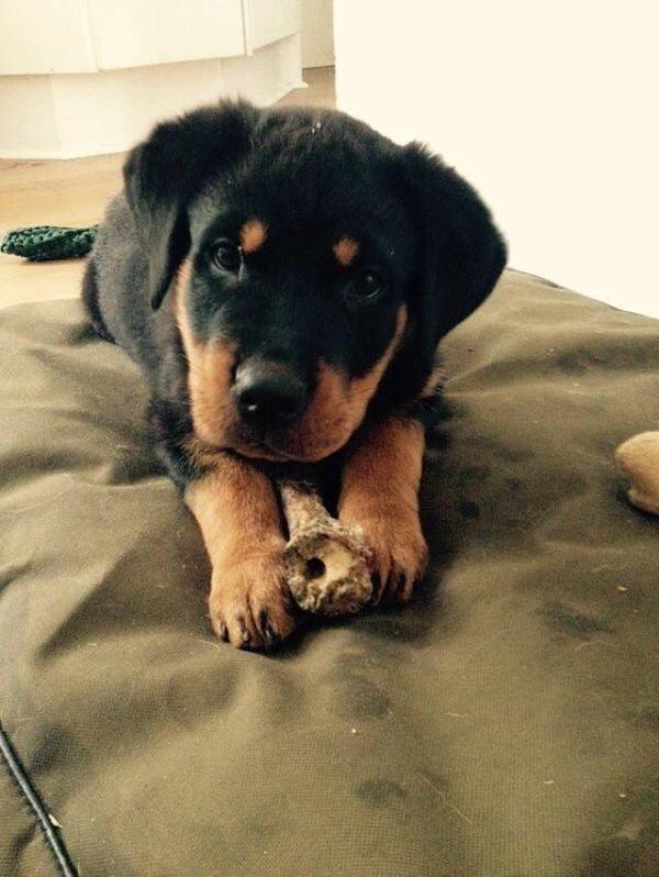 Rottweiler Anton billede 11