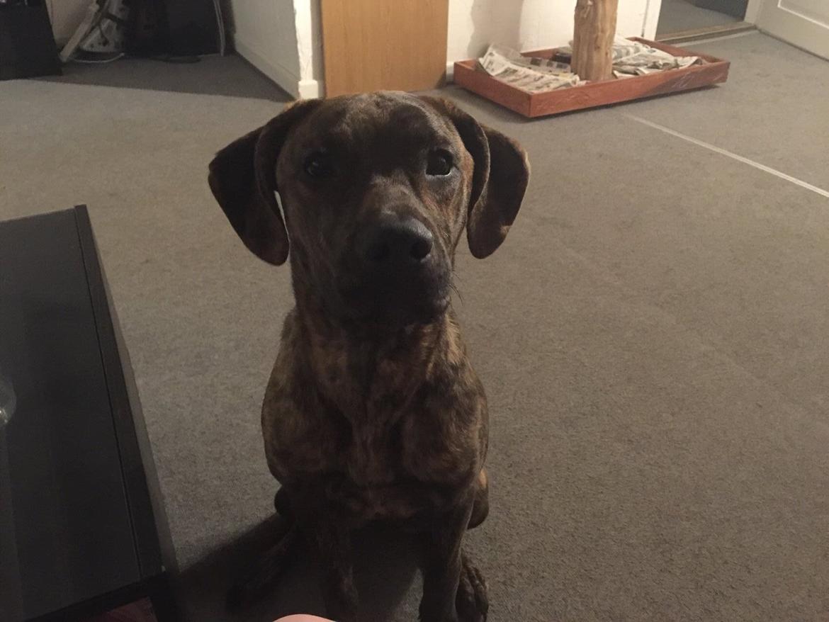 Blanding af racer Sif billede 3