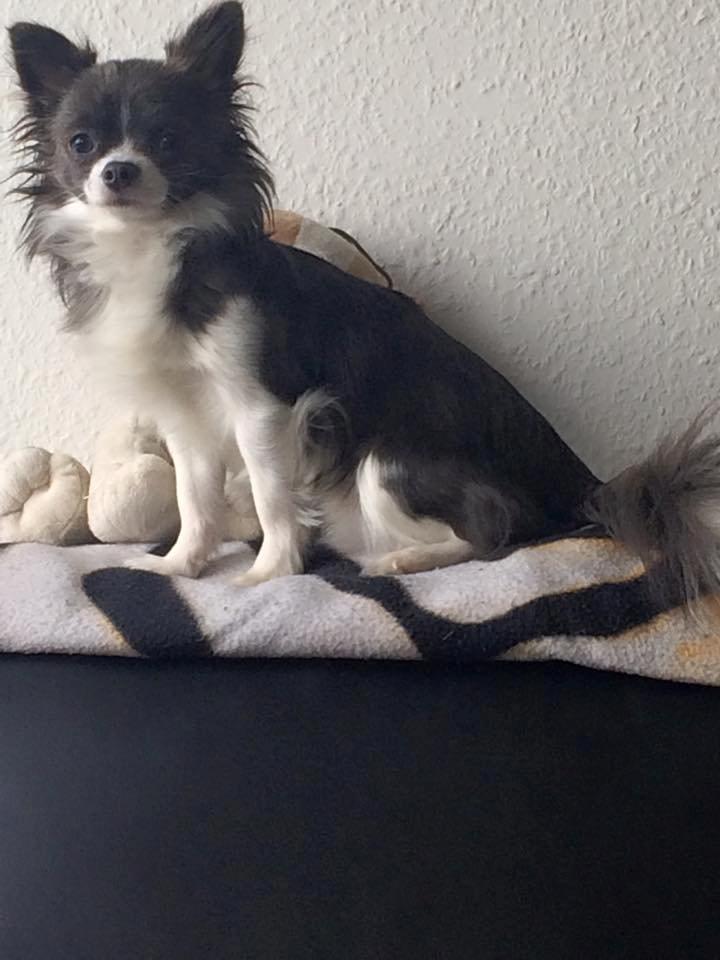 Chihuahua Thico billede 2