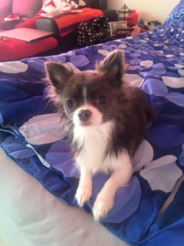 Chihuahua Thico billede 1