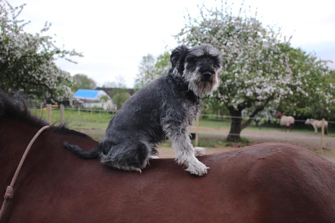 Dvaergschnauzer William (Staldhund<3) - Baglæns på hest ;) billede 2