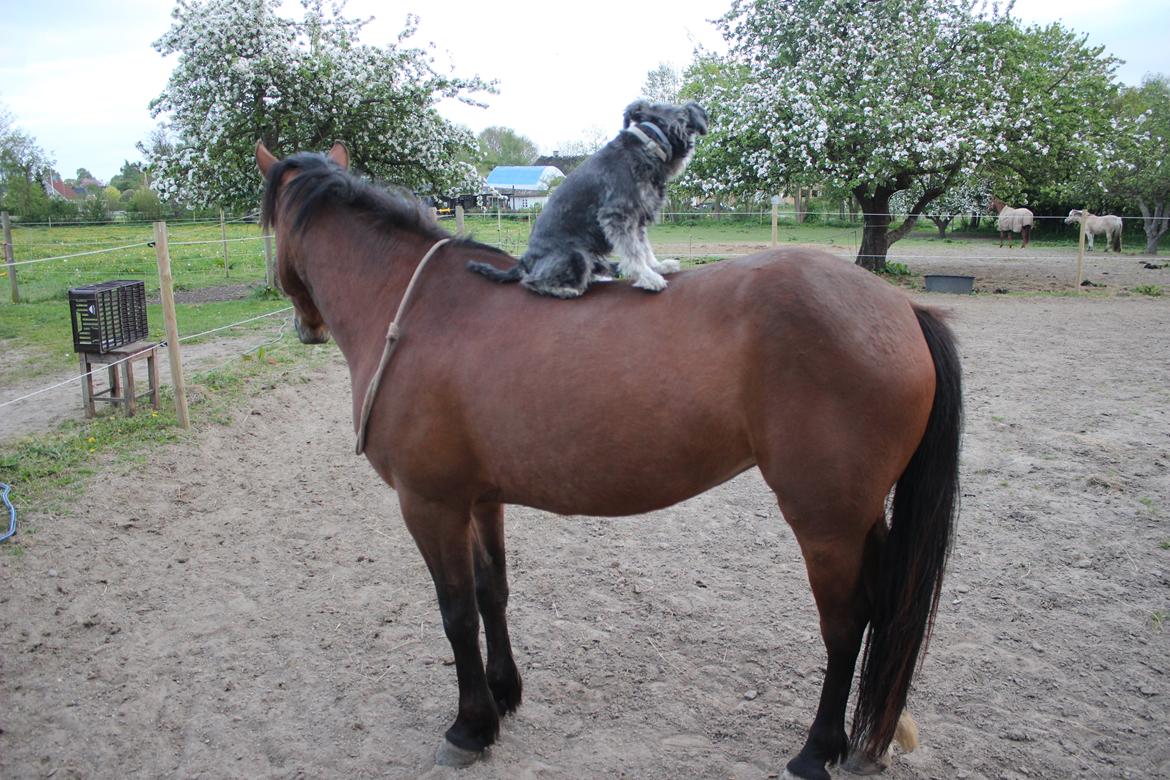 Dvaergschnauzer William (Staldhund<3) - De kigger på noget interessant ;) billede 10