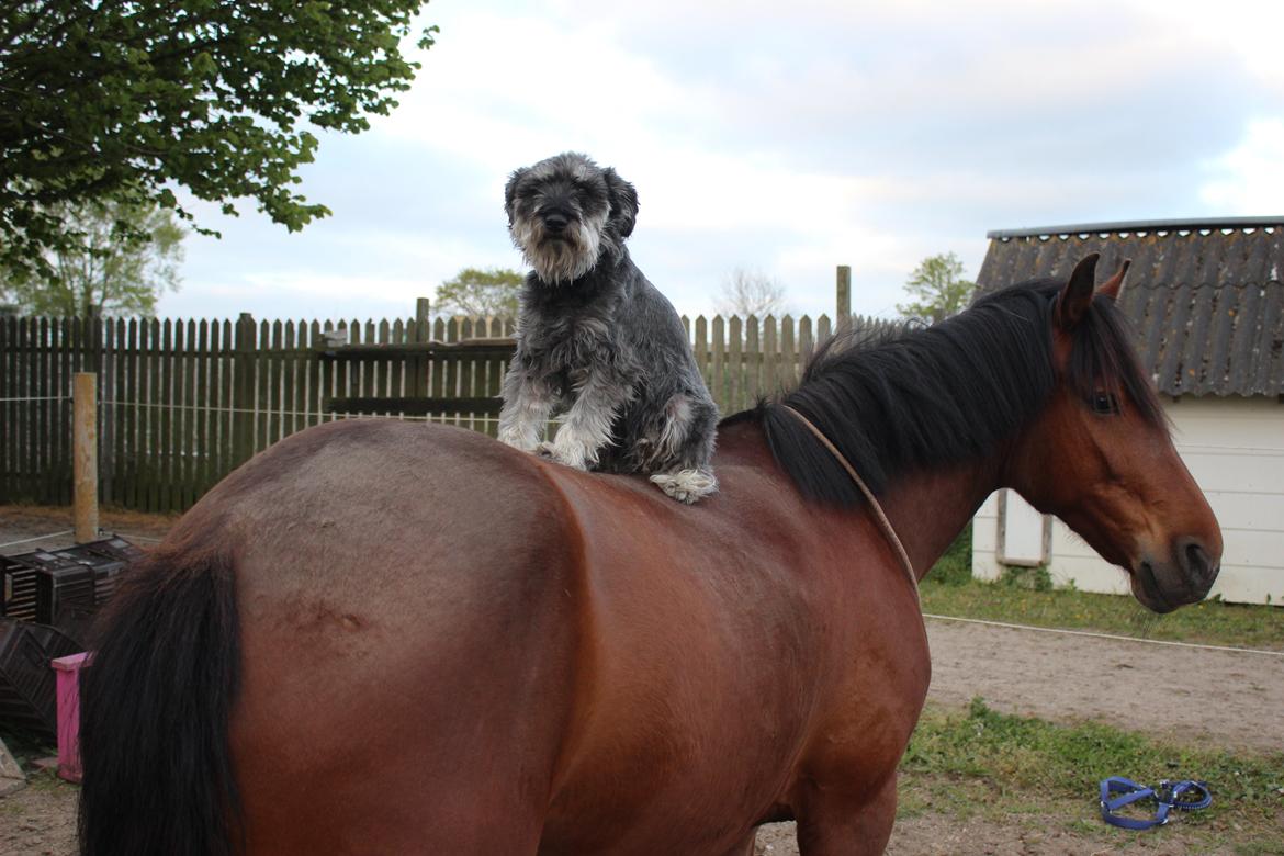 Dvaergschnauzer William (Staldhund<3) - Sååå søde og seje begge to <3 billede 6