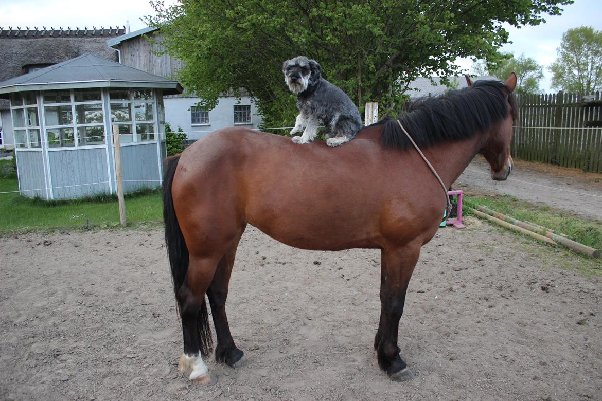Dvaergschnauzer William (Staldhund<3) - Der er laaaangt ned :P billede 14