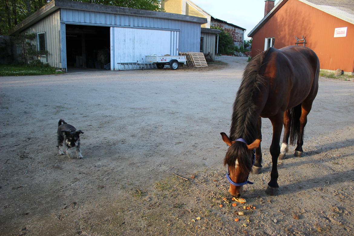 Dvaergschnauzer William (Staldhund<3) - Må jeg hjælpe dig med at spise kagen hest? :P billede 12