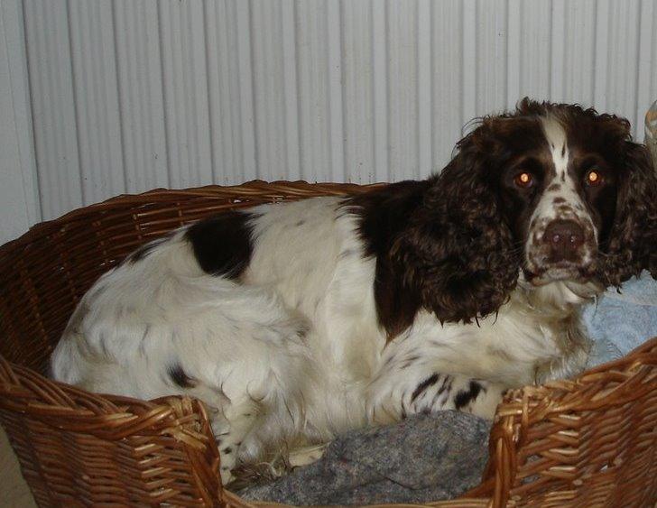Engelsk springer spaniel Freja billede 7