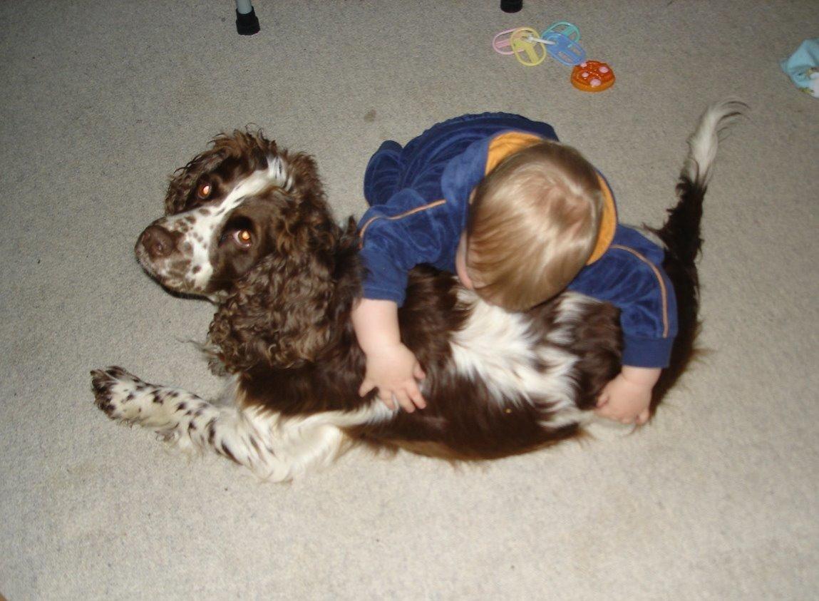 Engelsk springer spaniel Freja - Freja og min lillebror billede 6