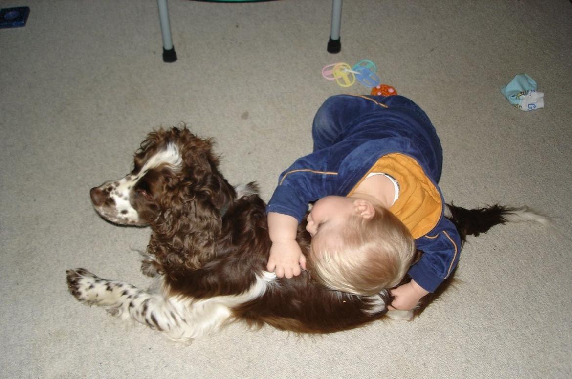 Engelsk springer spaniel Freja - Freja og min lillebror billede 5