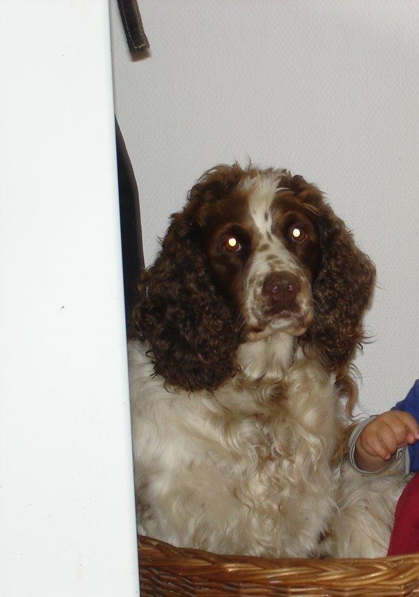 Engelsk springer spaniel Freja billede 11