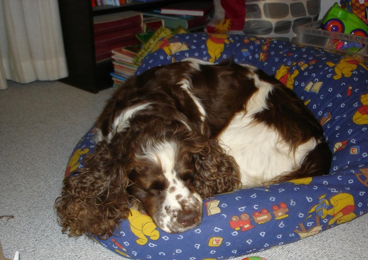 Engelsk springer spaniel Freja billede 2