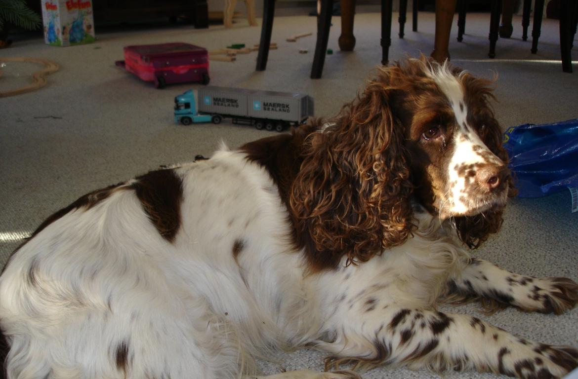 Engelsk springer spaniel Freja billede 1