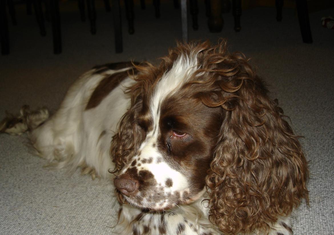 Engelsk springer spaniel Freja billede 4