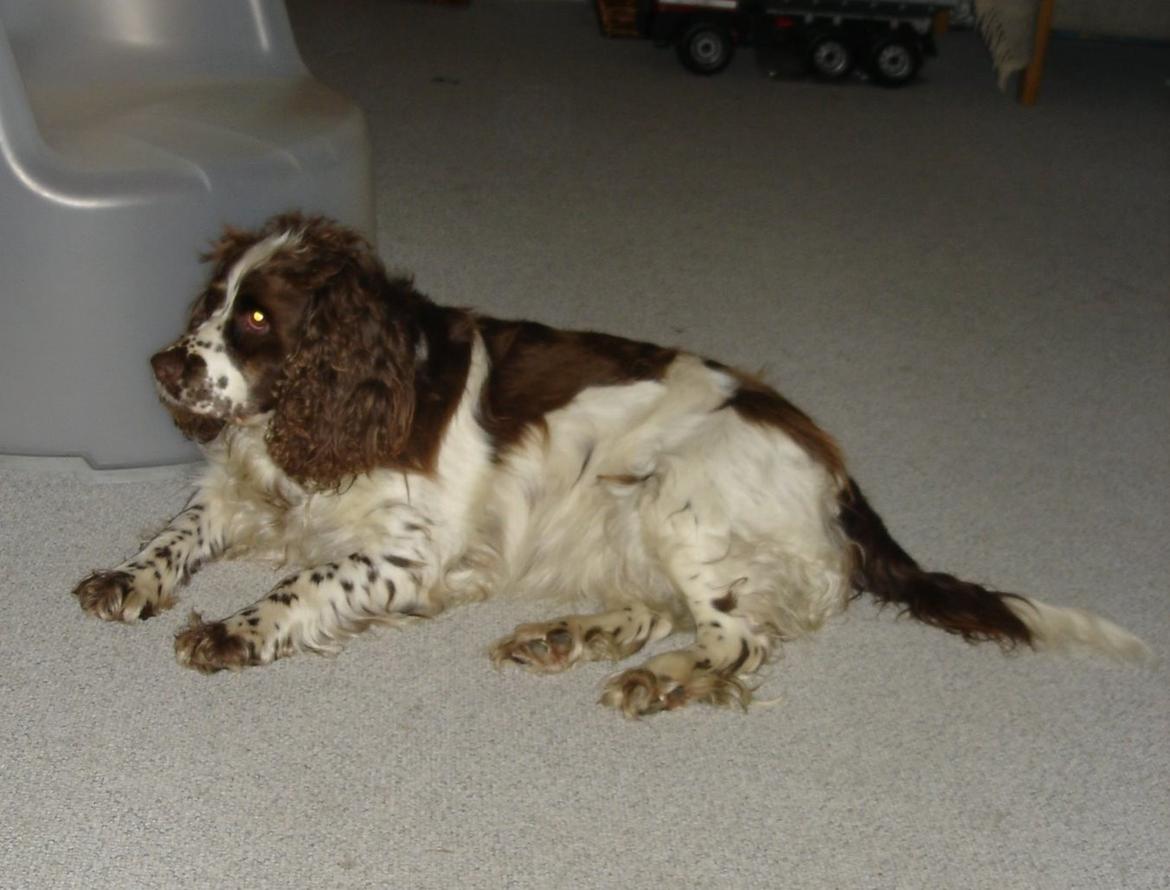 Engelsk springer spaniel Freja billede 3