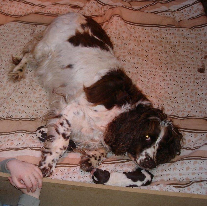 Engelsk springer spaniel Freja - Freja og hendes 2 hvalpe billede 9