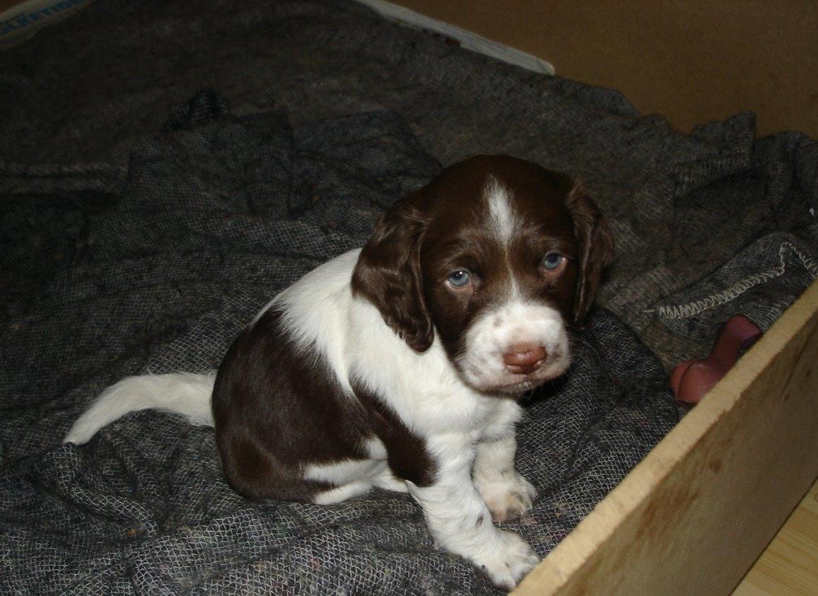 Engelsk springer spaniel Freja - Frejas eneste overlevende hvalp Basso billede 10