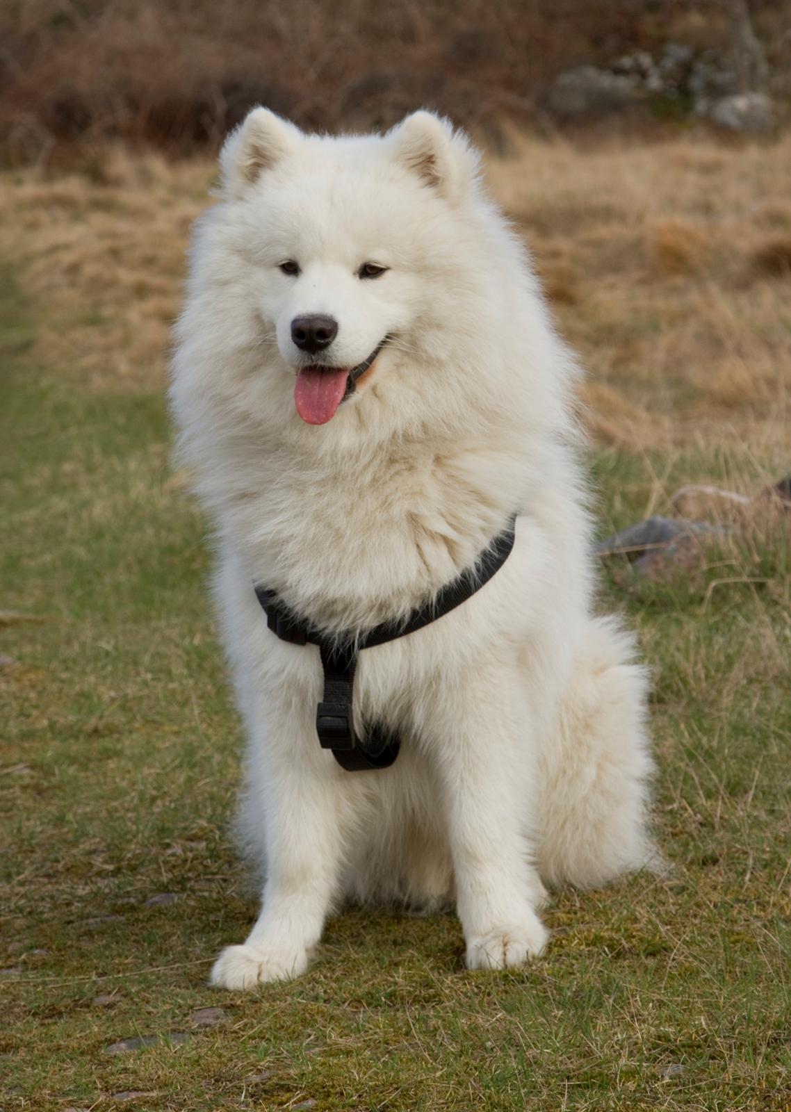 Samojedhund Canas billede 3