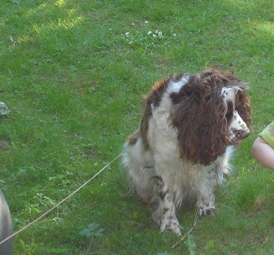 Engelsk springer spaniel Freja billede 12