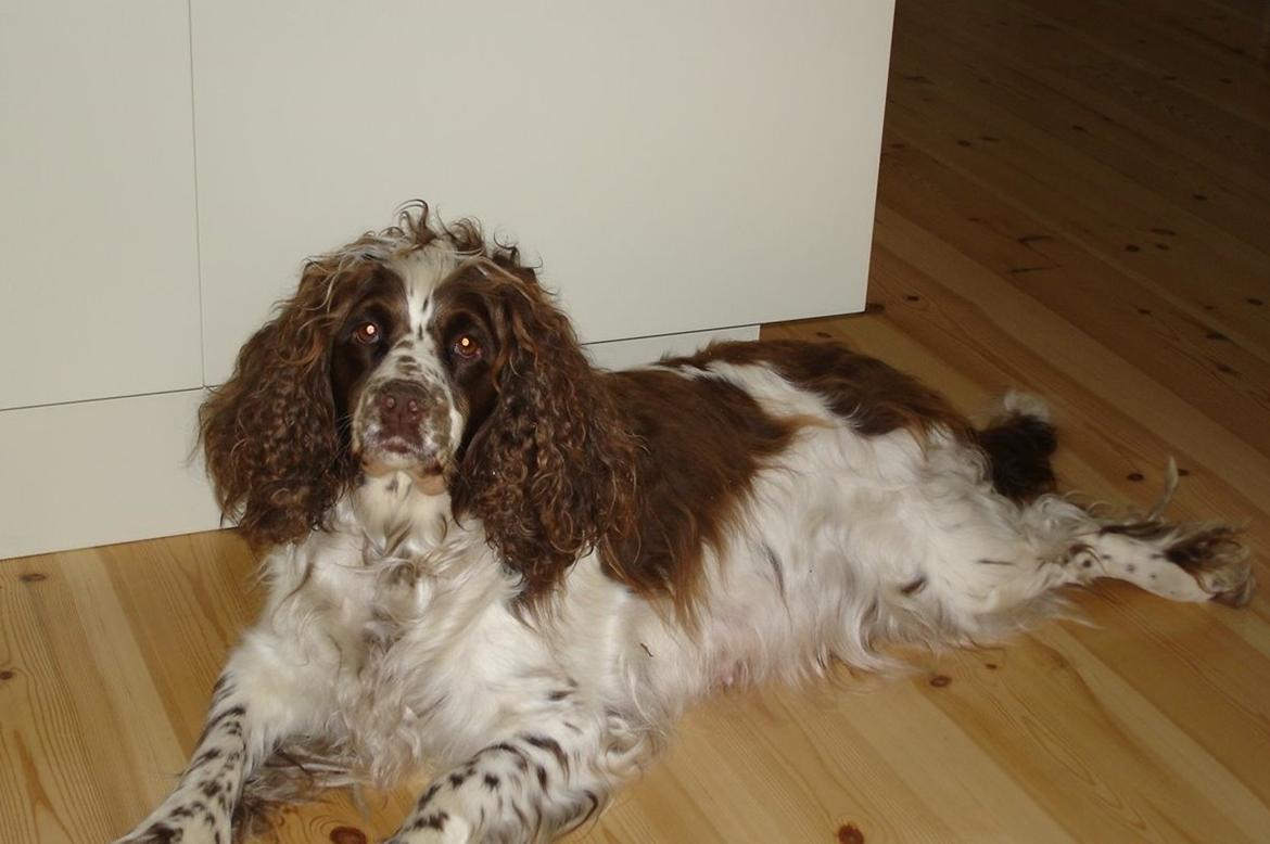 Engelsk springer spaniel Freja billede 8