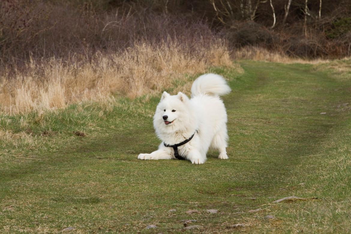 Samojedhund Canas billede 5