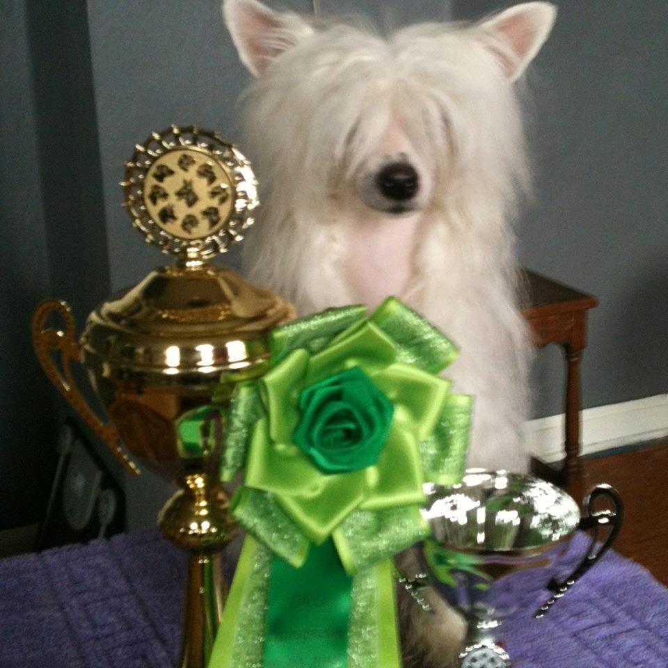 Chinese crested powder puff Dainty Moonbeam of Candymoor castle billede 1