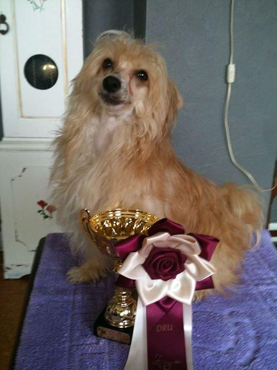 Chinese crested powder puff Rugen Miko Trinity billede 1