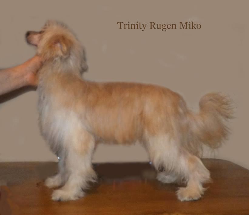 Chinese crested powder puff Rugen Miko Trinity billede 4