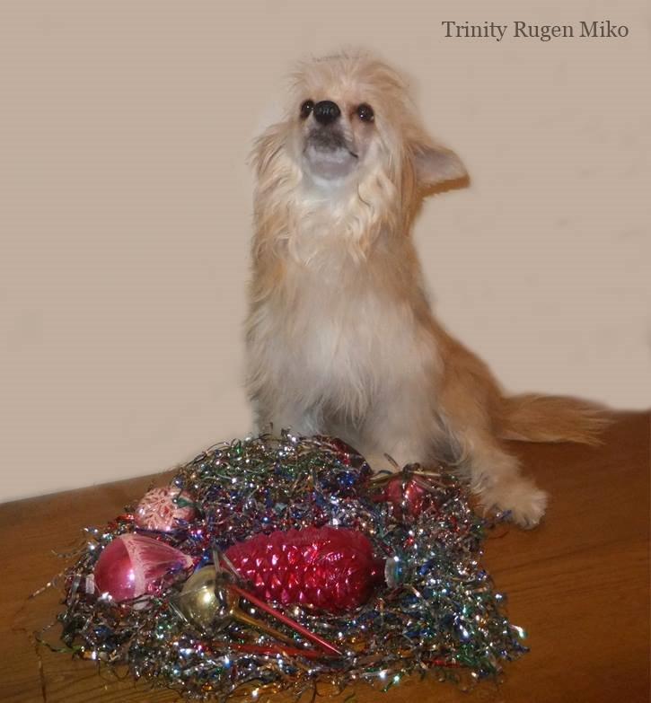 Chinese crested powder puff Rugen Miko Trinity billede 5