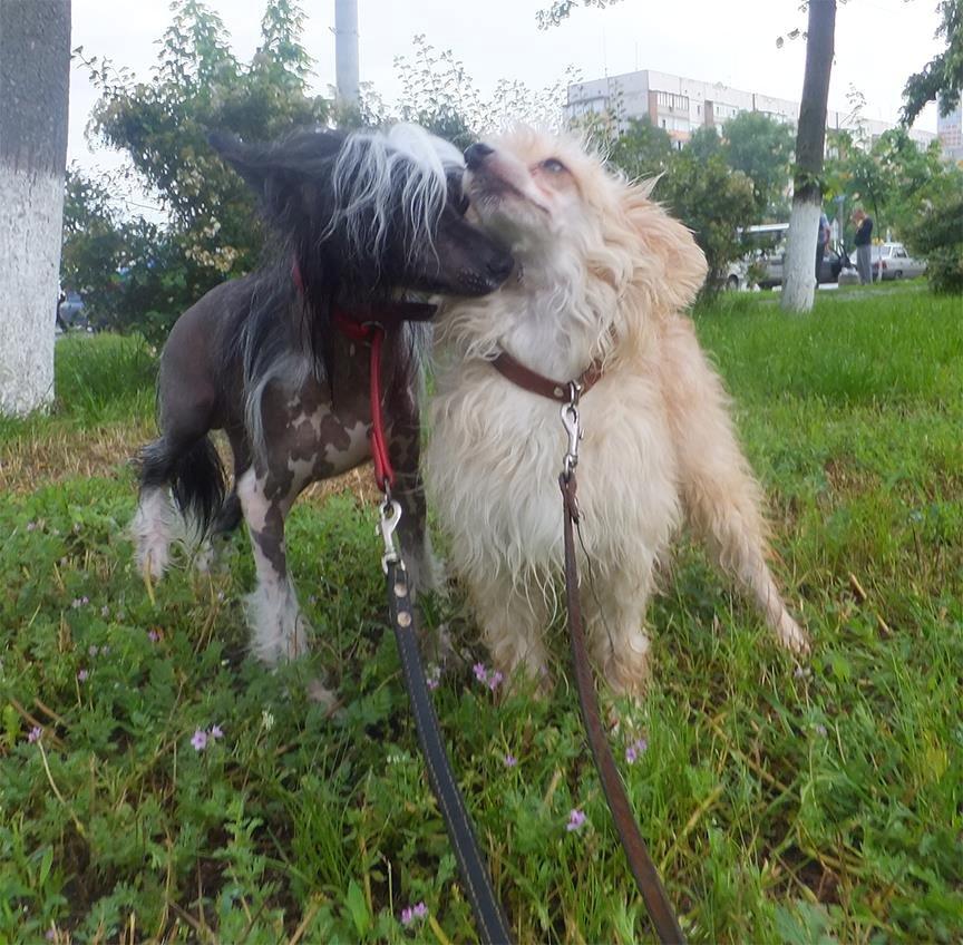 Chinese crested powder puff Rugen Miko Trinity billede 7