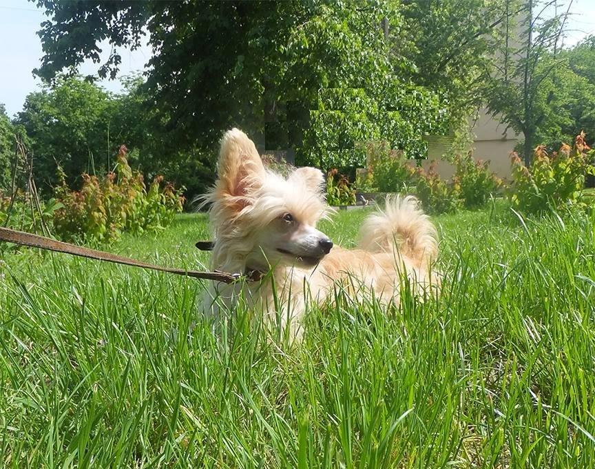 Chinese crested powder puff Rugen Miko Trinity billede 6