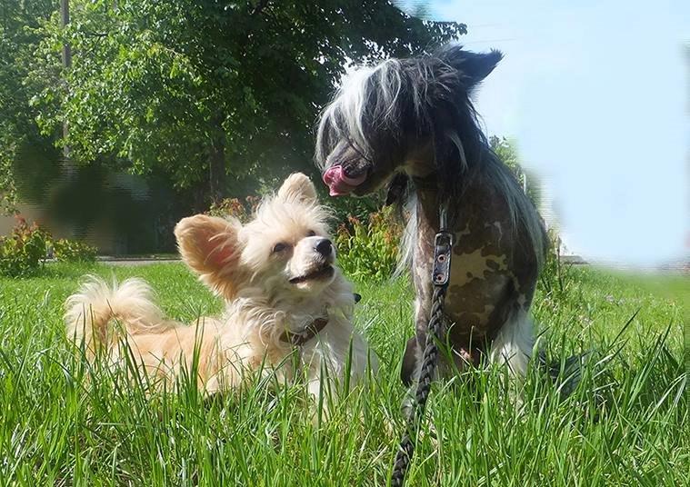 Chinese crested powder puff Rugen Miko Trinity billede 10