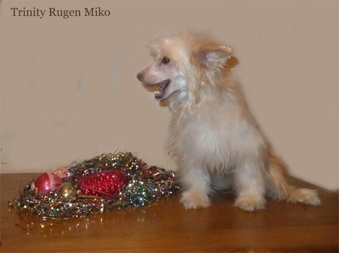 Chinese crested powder puff Rugen Miko Trinity billede 3