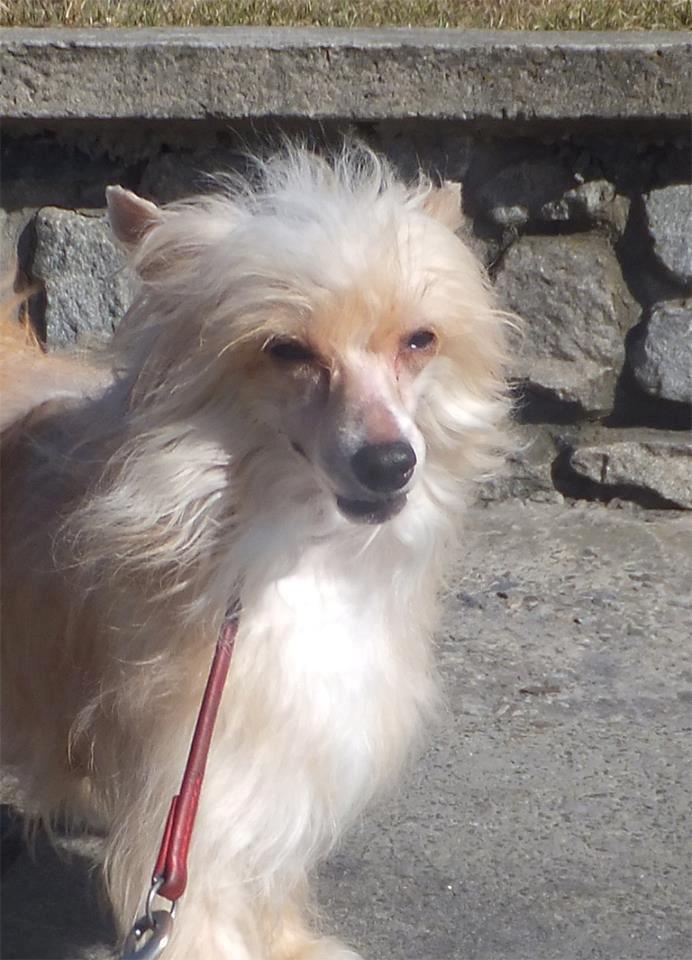 Chinese crested powder puff Rugen Miko Trinity billede 8