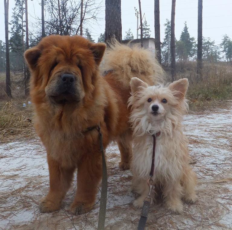 Chinese crested powder puff Rugen Miko Trinity billede 11