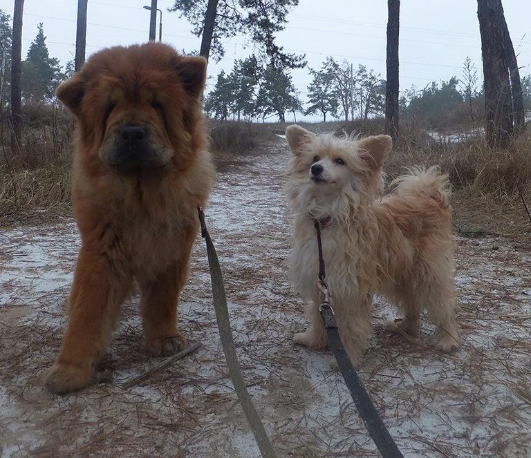 Chinese crested powder puff Rugen Miko Trinity billede 12