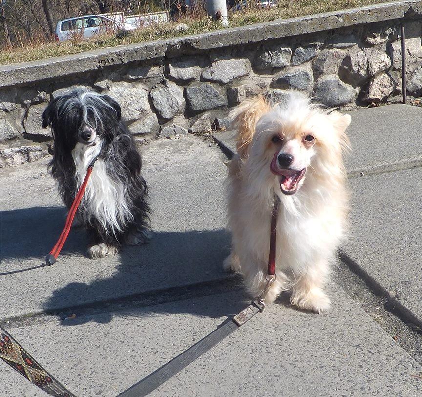 Chinese crested powder puff Rugen Miko Trinity billede 13