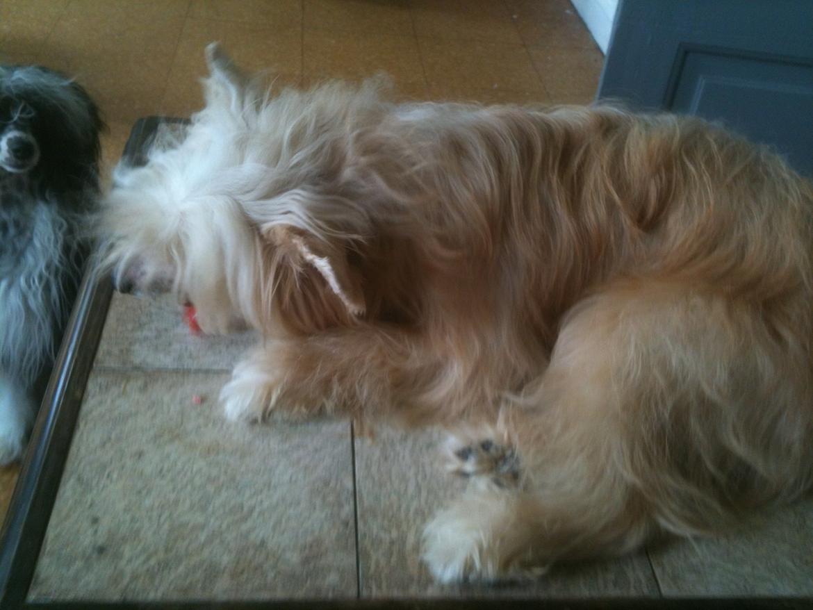 Chinese crested powder puff Rugen Miko Trinity billede 14