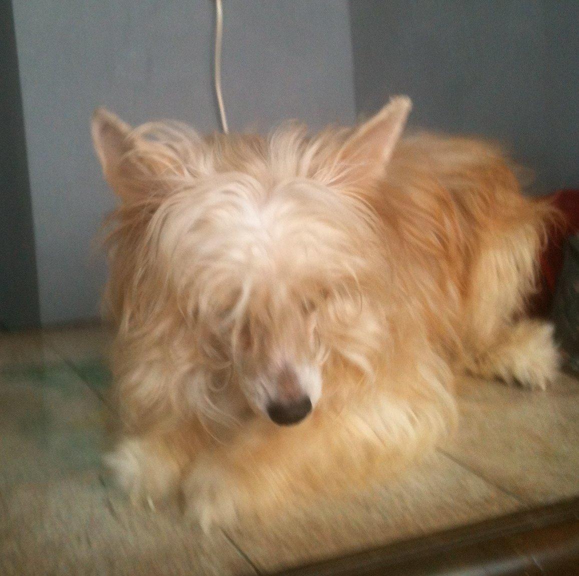 Chinese crested powder puff Rugen Miko Trinity billede 16