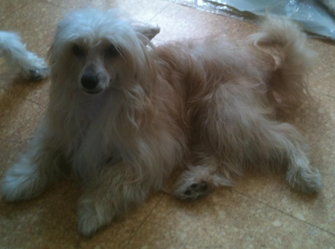 Chinese crested powder puff Rugen Miko Trinity billede 17