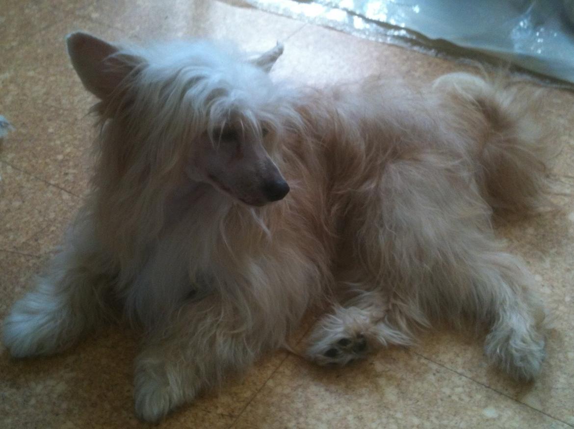 Chinese crested powder puff Rugen Miko Trinity billede 18