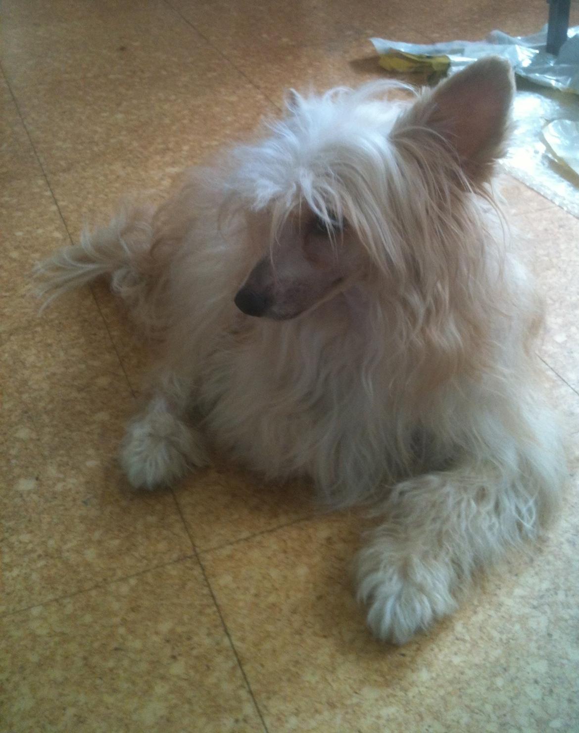 Chinese crested powder puff Rugen Miko Trinity billede 19