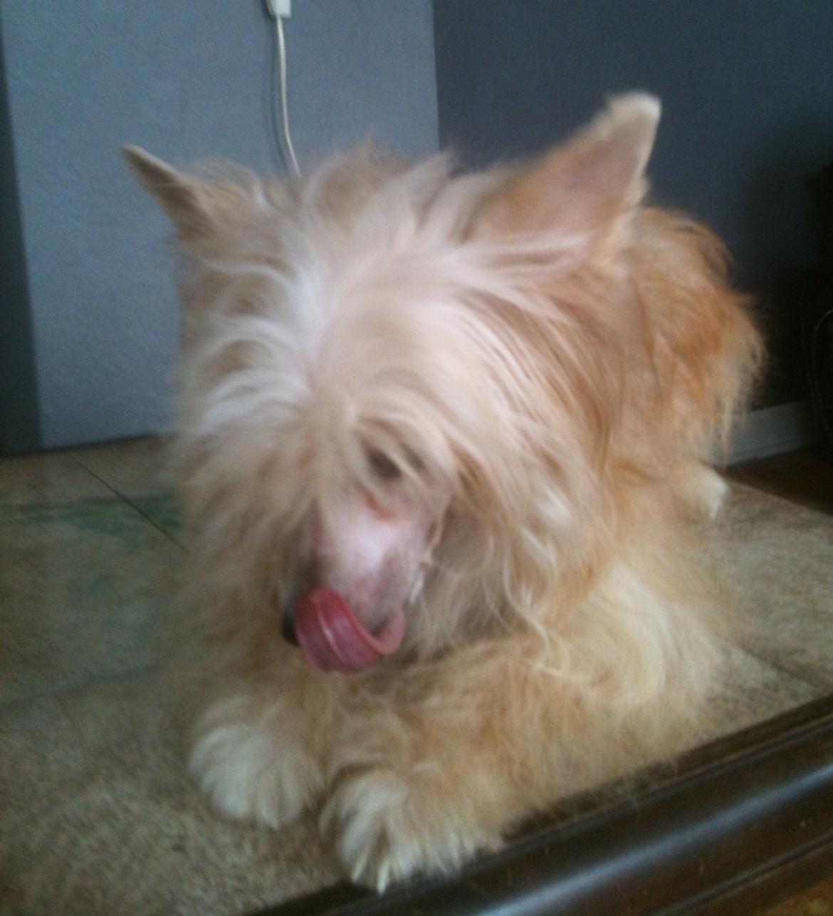 Chinese crested powder puff Rugen Miko Trinity billede 20