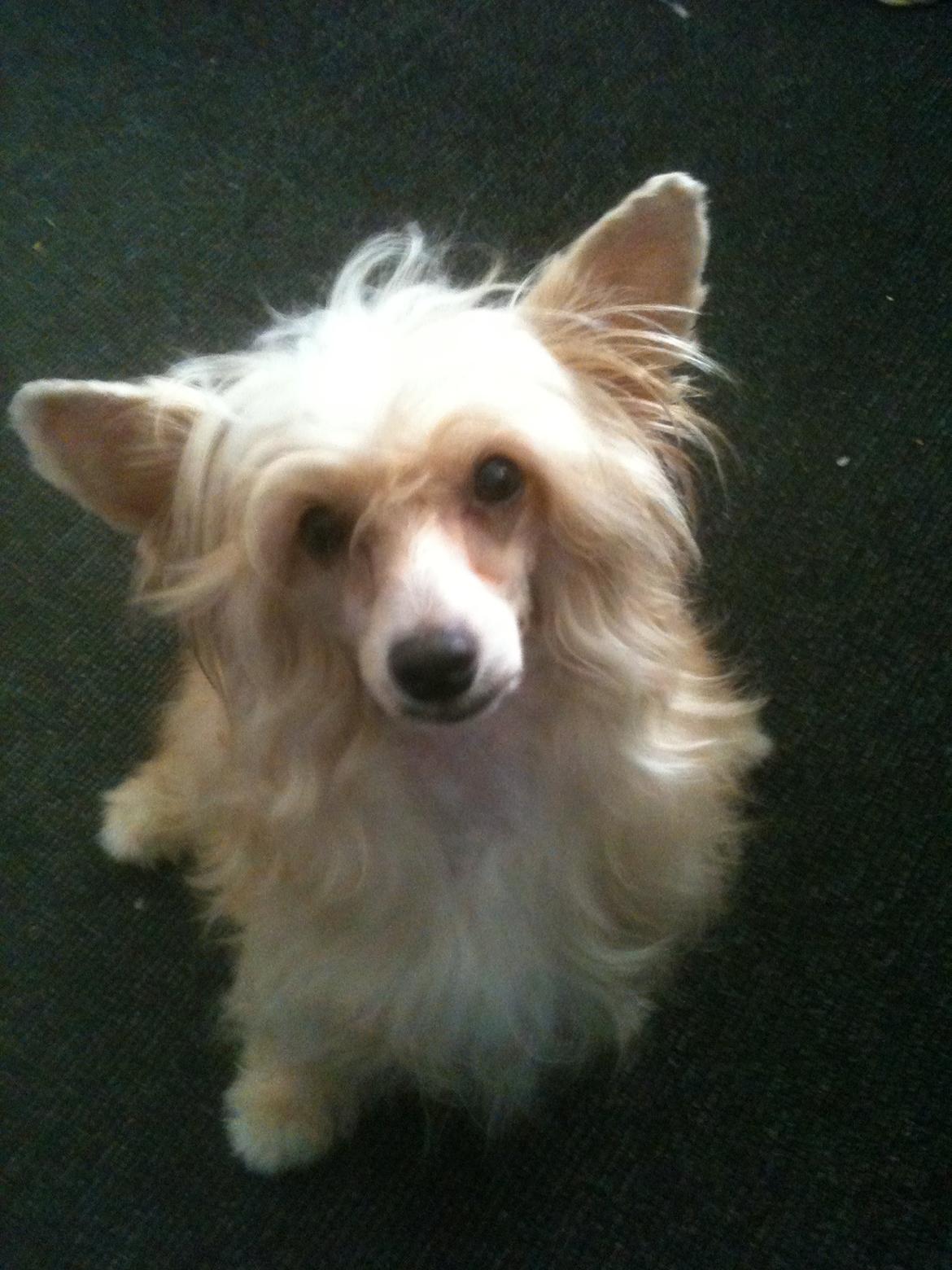 Chinese crested powder puff Rugen Miko Trinity billede 15