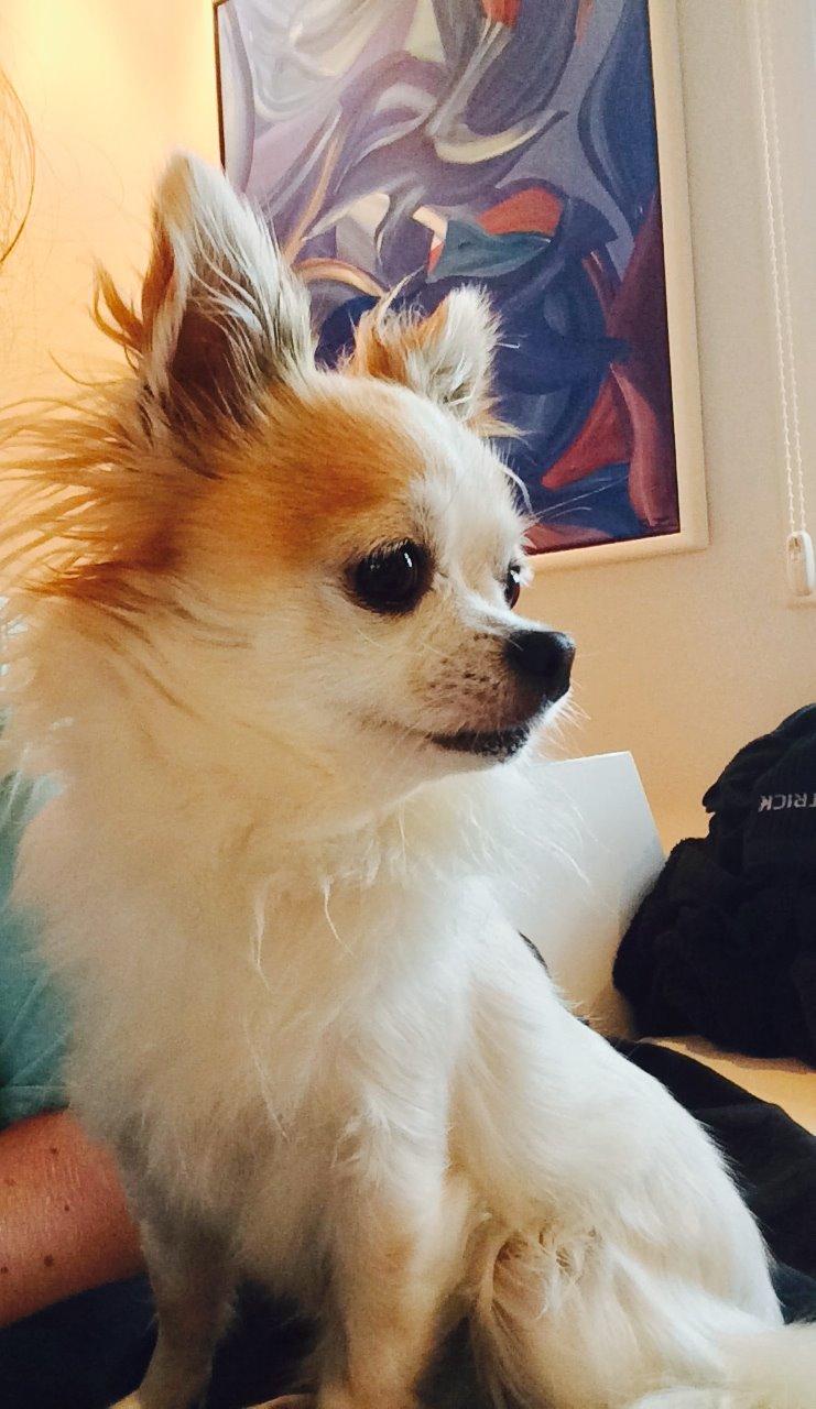 Chihuahua Misha billede 8