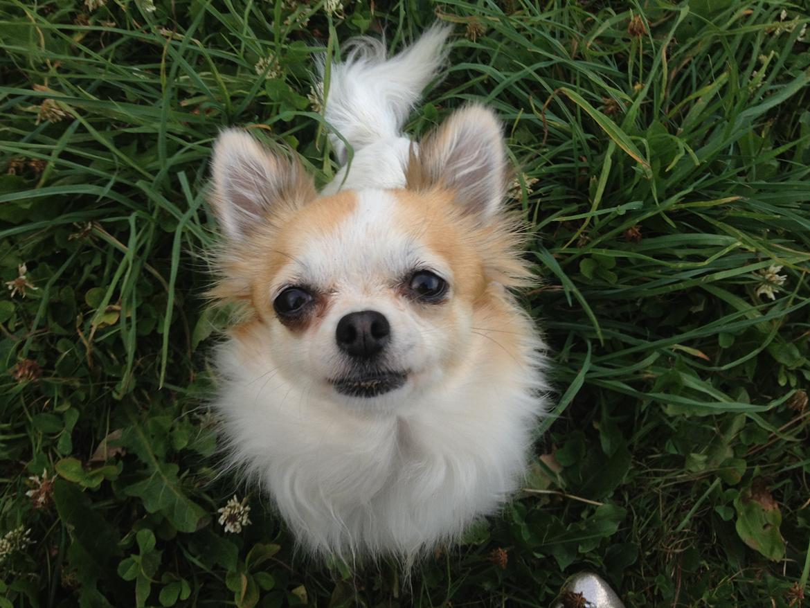 Chihuahua Misha billede 5