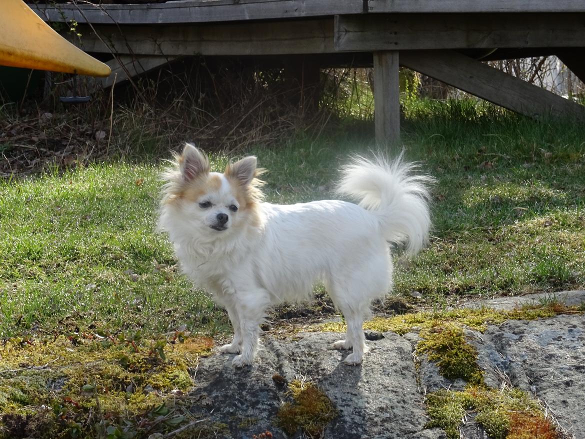 Chihuahua Misha billede 1