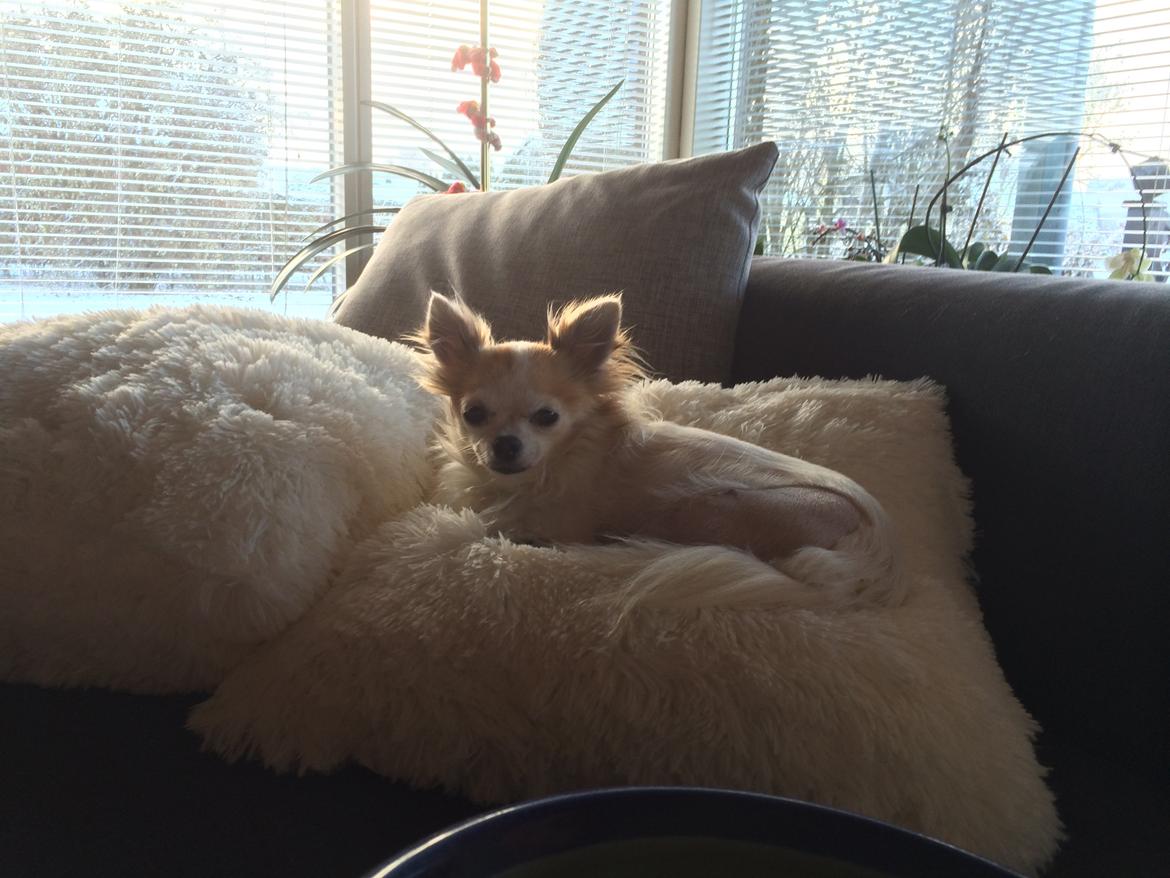 Chihuahua Misha billede 2