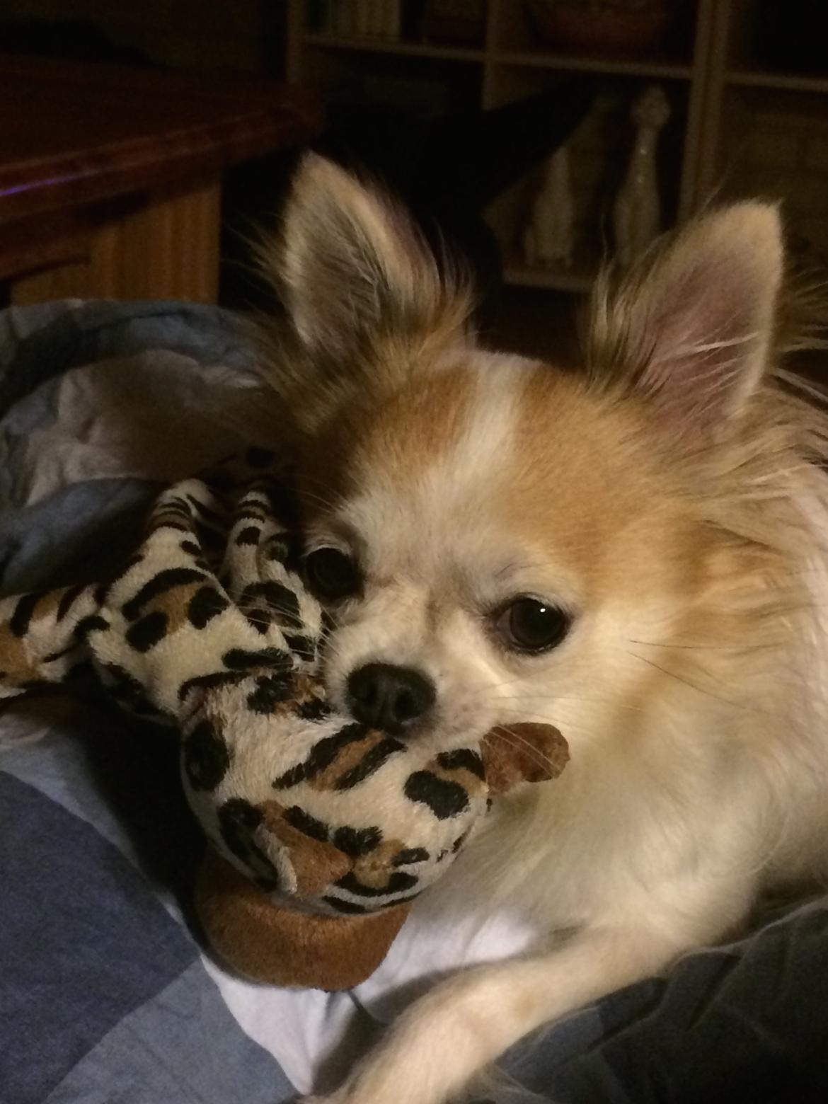 Chihuahua Misha billede 6