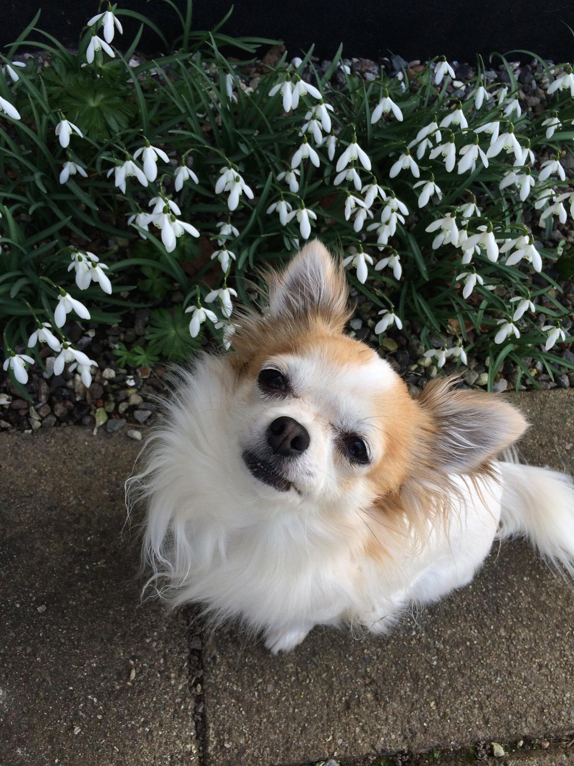 Chihuahua Misha billede 7