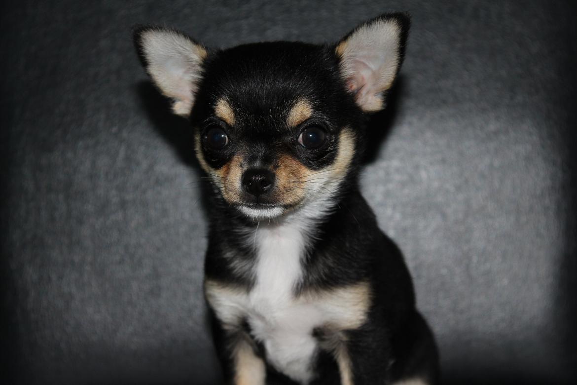 Chihuahua  holmbechs Just Viola (Viola) billede 16